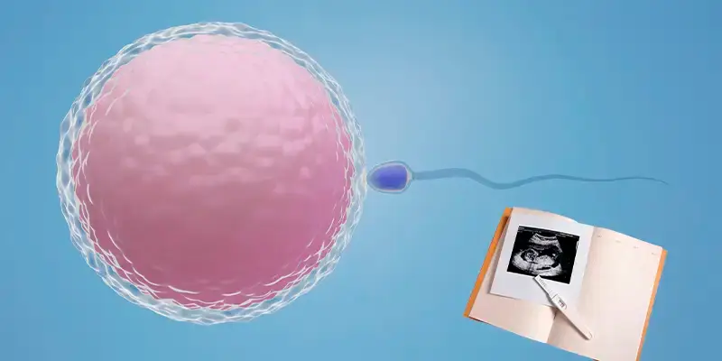 Embryo transfer